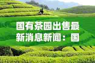 国有茶园出售最新消息新闻:国有茶叶公司
