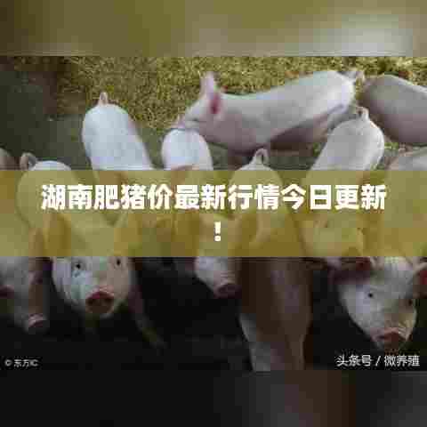 湖南肥猪价最新行情今日更新！
