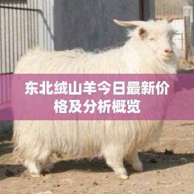 东北绒山羊今日最新价格及分析概览