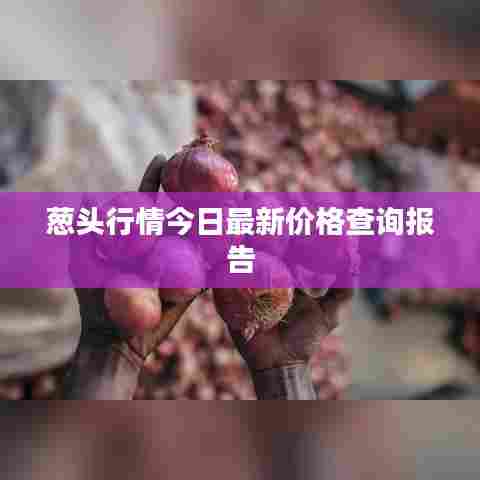 葱头行情今日最新价格查询报告