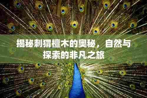 揭秘刺猬檀木的奥秘,自然与探索的非凡之旅