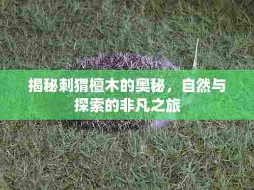 揭秘刺猬檀木的奥秘，自然与探索的非凡之旅