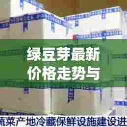 绿豆芽最新价格走势与市场动态深度解析