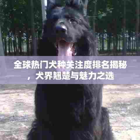 全球热门犬种关注度排名揭秘,犬界翘楚与魅力之选
