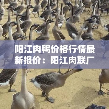 阳江肉鸭价格行情最新报价：阳江肉联厂电话 