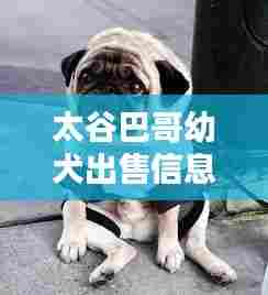 太谷巴哥幼犬出售信息最新：太谷宠物店位置在哪 
