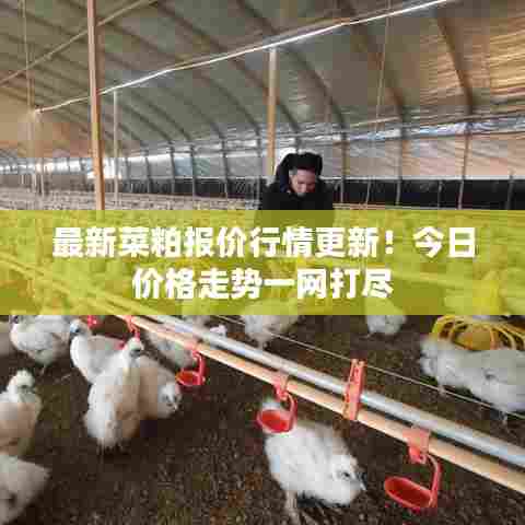 最新菜粕报价行情更新!今日价格走势一网打尽