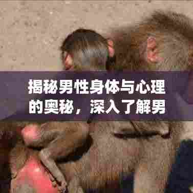 揭秘男性身体与心理的奥秘,深入了解男性功能与特性