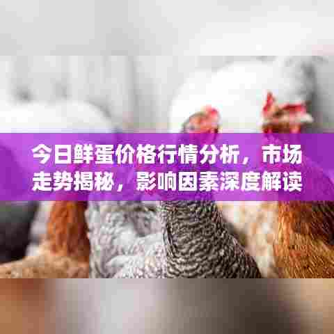 今日鲜蛋价格行情分析,市场走势揭秘,影响因素深度解读