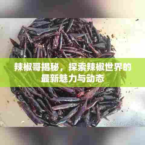 辣椒哥揭秘，探索辣椒世界的最新魅力与动态