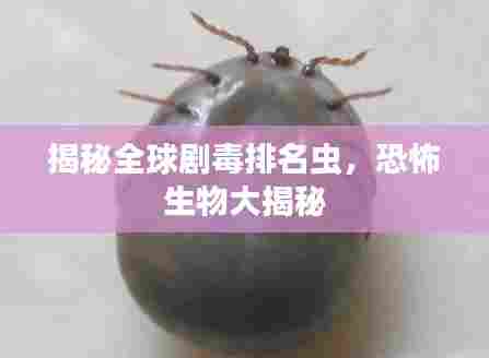 揭秘全球剧毒排名虫,恐怖生物大揭秘