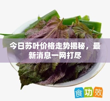 今日苏叶价格走势揭秘，最新消息一网打尽