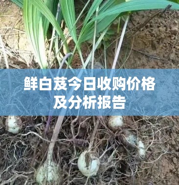 鲜白芨今日收购价格及分析报告