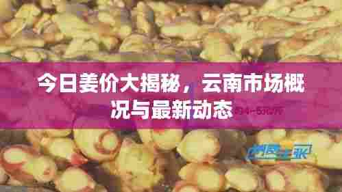 今日姜价大揭秘，云南市场概况与最新动态