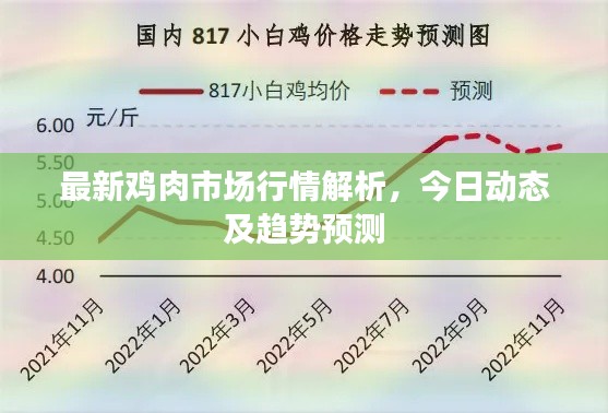 最新鸡肉市场行情解析,今日动态及趋势预测