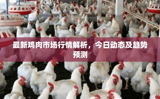 最新鸡肉市场行情解析,今日动态及趋势预测