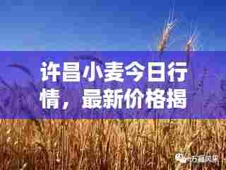 许昌小麦今日行情，最新价格揭秘