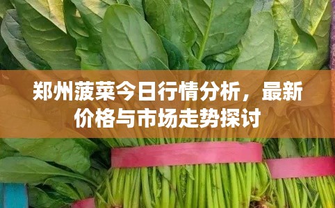 郑州菠菜今日行情分析,最新价格与市场走势探讨