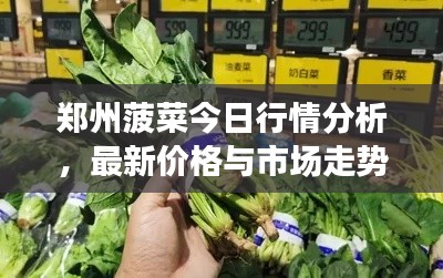 郑州菠菜今日行情分析,最新价格与市场走势探讨