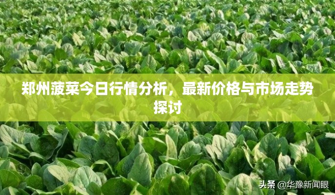 郑州菠菜今日行情分析,最新价格与市场走势探讨