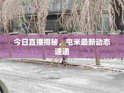今日直播揭秘，屯米最新动态速递