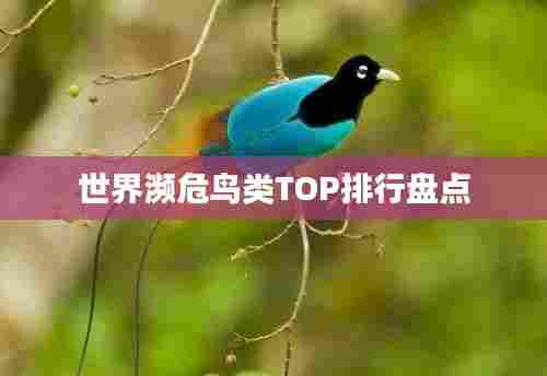 世界濒危鸟类TOP排行盘点