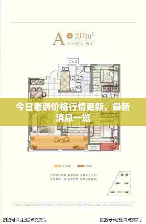 今日老鹅价格行情更新,最新消息一览
