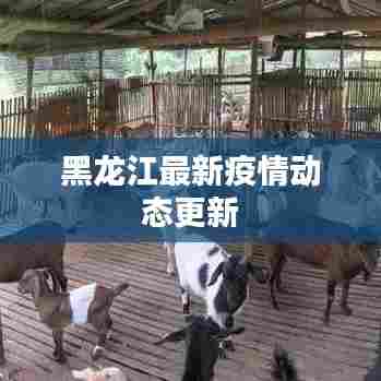 黑龙江最新疫情动态更新