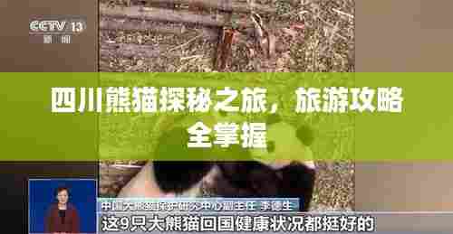 四川熊猫探秘之旅,旅游攻略全掌握