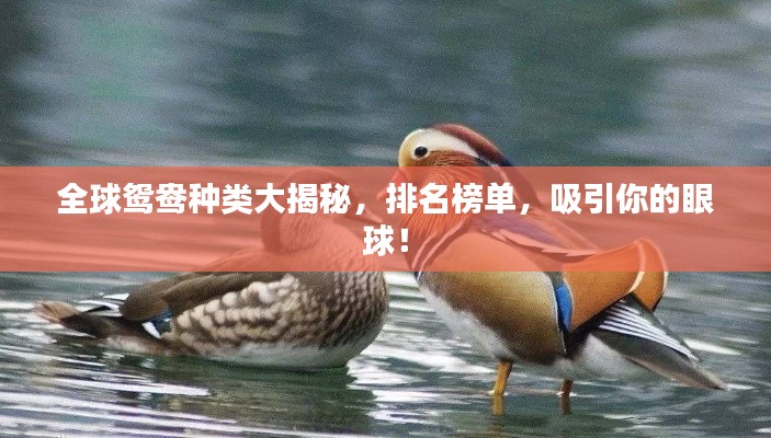 全球鸳鸯种类大揭秘,排名榜单,吸引你的眼球!