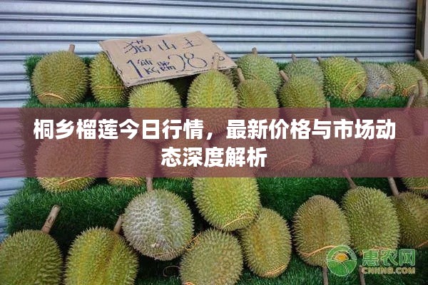 桐乡榴莲今日行情,最新价格与市场动态深度解析