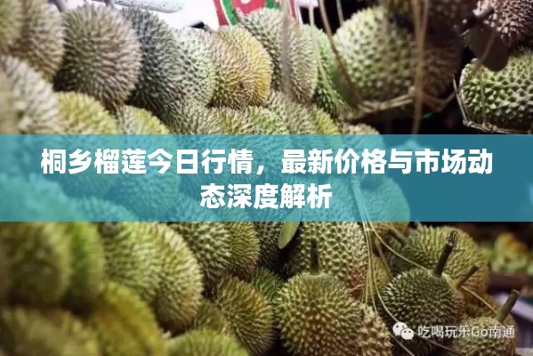 桐乡榴莲今日行情,最新价格与市场动态深度解析