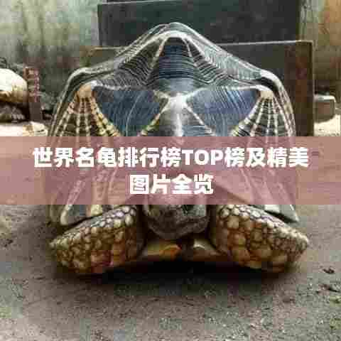 世界名龟排行榜TOP榜及精美图片全览
