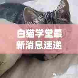 白猫学堂最新消息速递,今日更新揭秘!