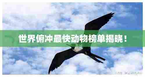 世界俯冲最快动物榜单揭晓!