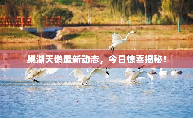 巢湖天鹅最新动态，今日惊喜揭秘！