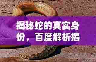 揭秘蛇的真实身份,百度解析揭示蛇是否有鳞甲真相