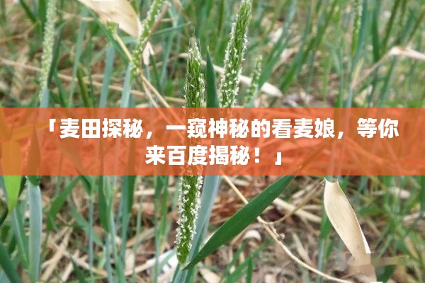 「麦田探秘，一窥神秘的看麦娘，等你来百度揭秘！」