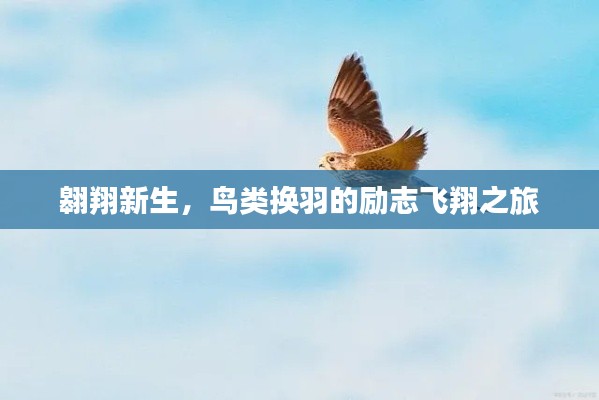 翱翔新生，鸟类换羽的励志飞翔之旅