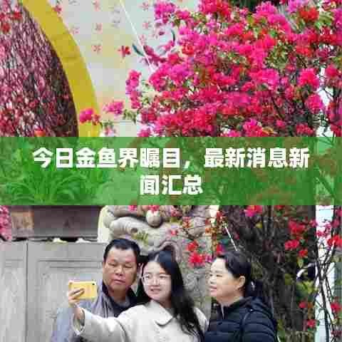 今日金鱼界瞩目,最新消息新闻汇总