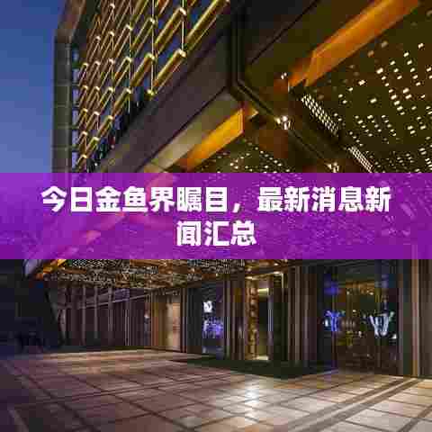 今日金鱼界瞩目,最新消息新闻汇总