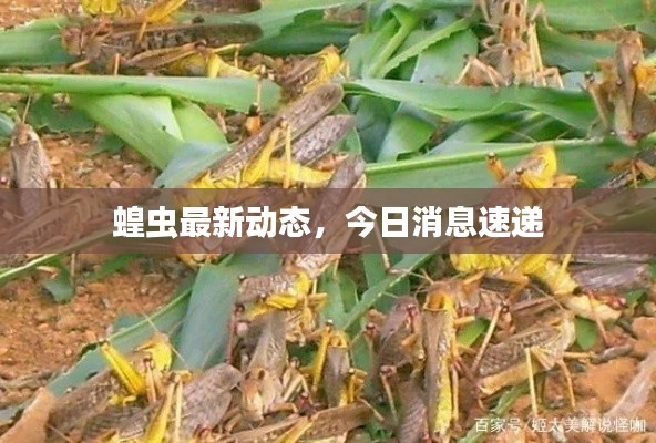 蝗虫最新动态，今日消息速递