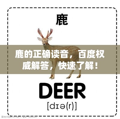 鹿的正确读音，百度权威解答，快速了解！