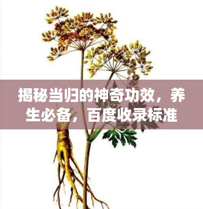揭秘当归的神奇功效，养生必备，百度收录标准标题！
