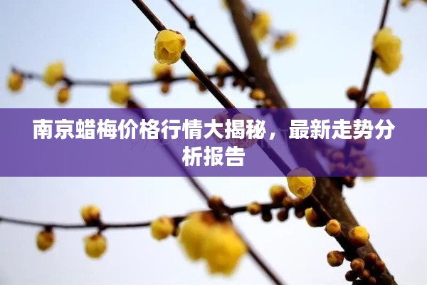 南京蜡梅价格行情大揭秘，最新走势分析报告