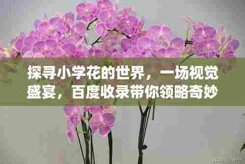 探寻小学花的世界,一场视觉盛宴,百度收录带你领略奇妙之旅!