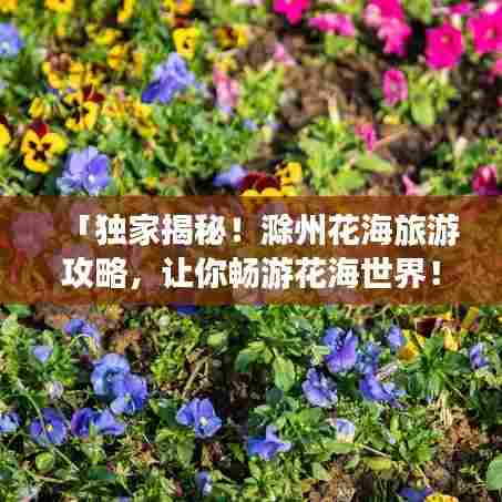 「独家揭秘!滁州花海旅游攻略,让你畅游花海世界!」