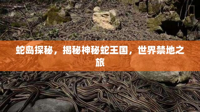 蛇岛探秘,揭秘神秘蛇王国,世界禁地之旅