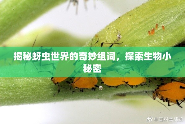 揭秘蚜虫世界的奇妙组词，探索生物小秘密