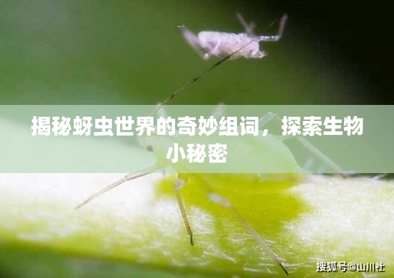 揭秘蚜虫世界的奇妙组词,探索生物小秘密